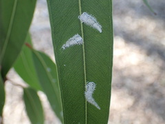 Eucalyptolyma maideni