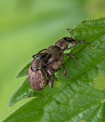 Peritelus sphaeroides