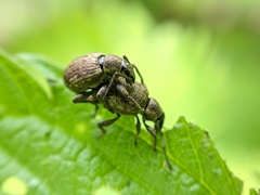 Peritelus sphaeroides