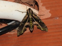 Hemeroplanes ornatus