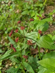 Thaspium trifoliatum trifoliatum