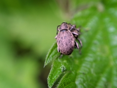 Peritelus sphaeroides