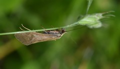 Hydropsychoidea
