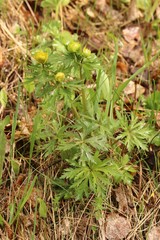 Trollius asiaticus