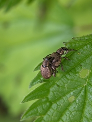Peritelus sphaeroides