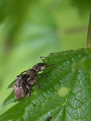 Peritelus sphaeroides