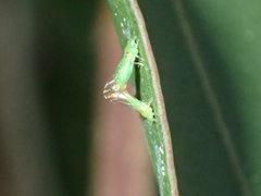 Eucalyptolyma maideni