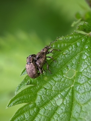 Peritelus sphaeroides