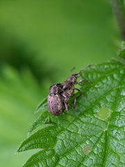 Peritelus sphaeroides