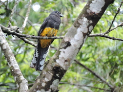Trogon viridis