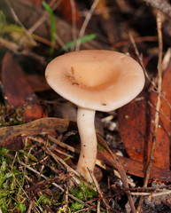 Singerocybe clitocyboides