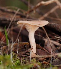 Singerocybe clitocyboides