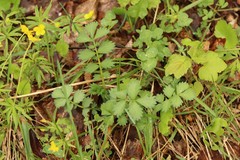 Agrimonia pilosa