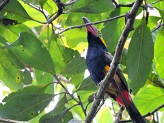 Selenidera reinwardtii