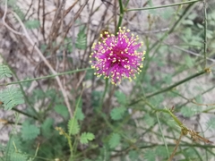 Mimosa monclovensis