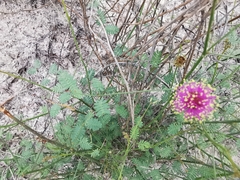 Mimosa monclovensis