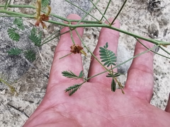 Mimosa monclovensis