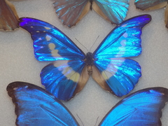 Morpho rhetenor helena
