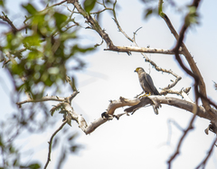 Falco ardosiaceus