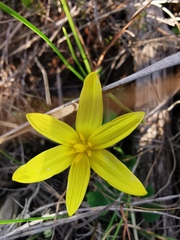 Pauridia curculigoides