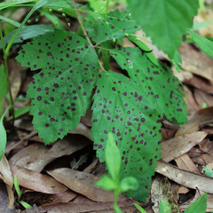 Sphaerulina westendorpii