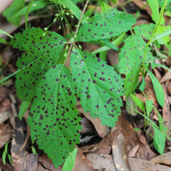 Sphaerulina westendorpii