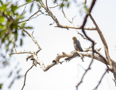 Falco ardosiaceus