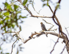 Falco ardosiaceus