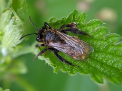 Andrena fulva