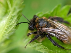 Andrena fulva