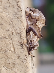 Plusiodonta compressipalpis