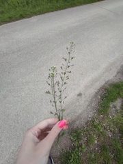 Capsella bursa-pastoris