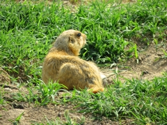 Spermophilus fulvus