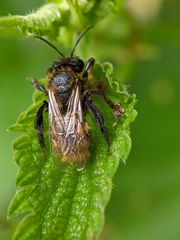 Andrena fulva