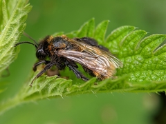 Andrena fulva
