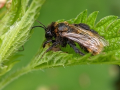 Andrena fulva
