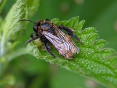 Andrena fulva