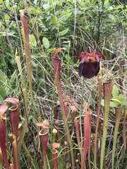 Sarracenia jonesii
