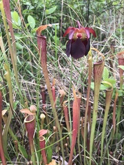 Sarracenia jonesii