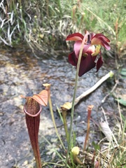 Sarracenia jonesii