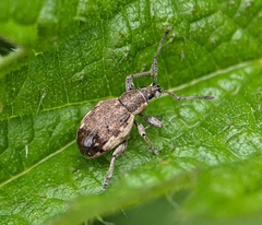 Peritelus sphaeroides