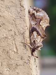 Plusiodonta compressipalpis