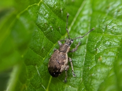 Peritelus sphaeroides
