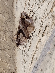 Plusiodonta compressipalpis