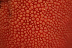 Balanophora yakushimensis