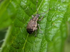 Peritelus sphaeroides