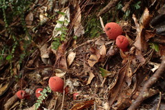 Balanophora yakushimensis