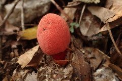 Balanophora yakushimensis