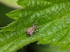 Peritelus sphaeroides
