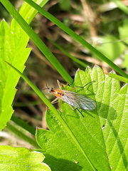 Empis stercorea
